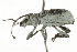  ( - NIBGE IMB-00090)  @13 [ ] CreativeCommons - Attribution Non-Commercial (2009) Muhammad Ashfaq, NIBGE Unspecified