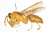  (Polistes wattii - NIBGE IMB-00108)  @15 [ ] CreativeCommons - Attribution Non-Commercial (2009) Muhammad Ashfaq, NIBGE Unspecified