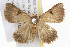  (Plecoptera reflexa - NIBGE IMB-00180)  @14 [ ] CreativeCommons - Attribution Non-Commercial (2009) Muhammad Ashfaq, NIBGE Unspecified