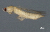 (Thrips palmi - NIBGE IMB-00472)  @13 [ ] CreativeCommons - Attribution Non-Commercial (2009) Muhammad Ashfaq, NIBGE Unspecified
