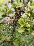  ( - MALHI_0050)  @11 [ ] CreativeCommons - Attribution Non-Commercial Share-Alike (2017) Geeta Selvarajah INTI INTERNATIONAL UNIVERSITY