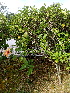  ( - MALHI_0045)  @11 [ ] CreativeCommons - Attribution Non-Commercial Share-Alike (2017) Geeta Selvarajah INTI INTERNATIONAL UNIVERSITY
