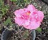  ( - MALHI_0050)  @11 [ ] CreativeCommons - Attribution Non-Commercial Share-Alike (2017) Geeta Selvarajah INTI INTERNATIONAL UNIVERSITY
