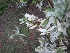  ( - MALHI_0087)  @11 [ ] CreativeCommons - Attribution Non-Commercial Share-Alike (2017) Geeta Selvarajah INTI INTERNATIONAL UNIVERSITY