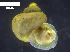  (Alycaeus globosus - BOR.MOL 6247)  @11 [ ] CreativeCommons  Attribution (2016) Junn Kitt Foon Institute for Tropical Biology and Conservation, Universiti Malaysia Sabah