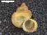  ( - BOR.MOL 6528)  @11 [ ] CreativeCommons  Attribution (2016) Junn Kitt Foon Institute for Tropical Biology and Conservation, Universiti Malaysia Sabah