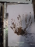  (Gracilaria gracilis - Caceres_354)  @11 [ ] CreativeCommons - Attribution Non-Commercial (2013) Unspecified Universidad Nacional del Sur