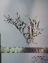  (Polysiphonia brodiei - Fernandez_420)  @11 [ ] CreativeCommons - Attribution Non-Commercial (2013) Unspecified Universidad Nacional del Sur