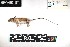  (Napaeozapus - BART.20180718.R4454.E)  @11 [ ] CreativeCommons - Attribution Share-Alike (2025) Unspecified Arizona State University