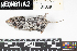  (Microtus montanus - YELL.20180805.R0039.E)  @11 [ ] CreativeCommons - Attribution (2024) Unspecified Arizona State University