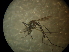  ( - NIBGE MOS-02017)  @12 [ ] CreativeCommons - Attribution Non-Commercial Share-Alike (2013) S. Mirza National Institute for Biotechnology and Genetic Engineering Faisalabad Pakistan