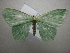  ( - NIBGE MOT-01152)  @13 [ ] CreativeCommons - Attribution Non-Commercial Share-Alike (2011) Muhammad Ashfaq National Institute for Biotechnology and Genetic Engineering Faisalabad Pakistan