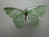  ( - NIBGE MOT-01155)  @13 [ ] CreativeCommons - Attribution Non-Commercial Share-Alike (2011) Muhammad Ashfaq National Institute for Biotechnology and Genetic Engineering Faisalabad Pakistan