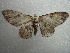  ( - NIBGE MOT-01173)  @12 [ ] CreativeCommons - Attribution Non-Commercial Share-Alike (2011) Muhammad Ashfaq National Institute for Biotechnology and Genetic Engineering Faisalabad Pakistan