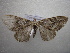  (Pennithera AH01Pk - NIBGE MOT-01185)  @13 [ ] CreativeCommons - Attribution Non-Commercial Share-Alike (2011) Muhammad Ashfaq National Institute for Biotechnology and Genetic Engineering Faisalabad Pakistan