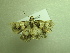  (Drasteria PK02 - NIBGE MOT-01204)  @12 [ ] CreativeCommons - Attribution Non-Commercial Share-Alike (2011) Muhammad Ashfaq National Institute for Biotechnology and Genetic Engineering Faisalabad Pakistan