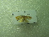  (Archips PK01 - NIBGE MOT-01250)  @13 [ ] CreativeCommons - Attribution Non-Commercial Share-Alike (2011) Muhammad Ashfaq National Institute for Biotechnology and Genetic Engineering Faisalabad Pakistan