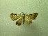  ( - NIBGE MOT-01277)  @12 [ ] CreativeCommons - Attribution Non-Commercial Share-Alike (2011) Muhammad Ashfaq National Institute for Biotechnology and Genetic Engineering Faisalabad Pakistan