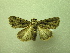  (Feliniopsis connivens - NIBGE MOT-01291)  @13 [ ] CreativeCommons - Attribution Non-Commercial Share-Alike (2011) Muhammad Ashfaq National Institute for Biotechnology and Genetic Engineering Faisalabad Pakistan