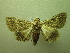  ( - NIBGE MOT-01316)  @13 [ ] CreativeCommons - Attribution Non-Commercial Share-Alike (2011) Muhammad Ashfaq National Institute for Biotechnology and Genetic Engineering Faisalabad Pakistan