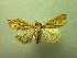  (Leucania PK02 - NIBGE MOT-01322)  @12 [ ] CreativeCommons - Attribution Non-Commercial Share-Alike (2011) Muhammad Ashfaq National Institute for Biotechnology and Genetic Engineering Faisalabad Pakistan