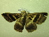  ( - NIBGE MOT-01345)  @12 [ ] CreativeCommons - Attribution Non-Commercial Share-Alike (2011) Muhammad Ashfaq National Institute for Biotechnology and Genetic Engineering Faisalabad Pakistan