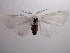  (Spilosoma erythrozona - NIBGE MOT-00158)  @13 [ ] Copyright (2010) Muhammad Ashfaq National Institute for Biotechnology and Genetic Engineering, Faisalabad, Pakistan