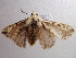  ( - NIBGE MOT-00293)  @13 [ ] Copyright (2010) Muhammad Ashfaq National Institute for Biotechnology and Genetic Engineering, Faisalabad, Pakistan