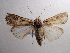  ( - NIBGE MOT-00388)  @13 [ ] Copyright (2010) Muhammad Ashfaq National Institute for Biotechnology and Genetic Engineering, Faisalabad, Pakistan
