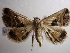  (Acantholipes PK03 - NIBGE MOT-00791)  @14 [ ] CreativeCommons - Attribution Non-Commercial Share-Alike (2010) Muhammad Ashfaq National Institute for Biotechnology and Genetic Engineering Faisalabad Pakistan
