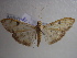  ( - NIBGE MOT-00798)  @13 [ ] CreativeCommons - Attribution Non-Commercial Share-Alike (2010) Muhammad Ashfaq National Institute for Biotechnology and Genetic Engineering Faisalabad Pakistan