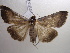  (Lygephila craccae2 complex - NIBGE MOT-00829)  @13 [ ] CreativeCommons - Attribution Non-Commercial Share-Alike (2010) Muhammad Ashfaq National Institute for Biotechnology and Genetic Engineering Faisalabad Pakistan