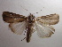  (Leucania PK03 - NIBGE MOT-00835)  @13 [ ] CreativeCommons - Attribution Non-Commercial Share-Alike (2010) Muhammad Ashfaq National Institute for Biotechnology and Genetic Engineering Faisalabad Pakistan