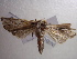 ( - NIBGE MOT-00838)  @12 [ ] CreativeCommons - Attribution Non-Commercial Share-Alike (2010) Muhammad Ashfaq National Institute for Biotechnology and Genetic Engineering Faisalabad Pakistan