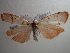  ( - NIBGE MOT-00911)  @13 [ ] CreativeCommons - Attribution Non-Commercial Share-Alike (2010) Muhammad Ashfaq National Institute for Biotechnology and Genetic Engineering Faisalabad Pakistan