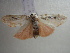  ( - NIBGE MOT-00914)  @12 [ ] CreativeCommons - Attribution Non-Commercial Share-Alike (2010) Muhammad Ashfaq National Institute for Biotechnology and Genetic Engineering Faisalabad Pakistan