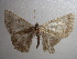  ( - NIBGE MOT-00930)  @13 [ ] CreativeCommons - Attribution Non-Commercial Share-Alike (2010) Muhammad Ashfaq National Institute for Biotechnology and Genetic Engineering Faisalabad Pakistan
