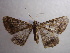  ( - NIBGE MOT-00934)  @13 [ ] CreativeCommons - Attribution Non-Commercial Share-Alike (2010) Muhammad Ashfaq National Institute for Biotechnology and Genetic Engineering Faisalabad Pakistan