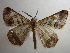  ( - NIBGE MOT-00935)  @13 [ ] CreativeCommons - Attribution Non-Commercial Share-Alike (2010) Muhammad Ashfaq National Institute for Biotechnology and Genetic Engineering Faisalabad Pakistan