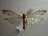  ( - NIBGE MOT-00942)  @13 [ ] CreativeCommons - Attribution Non-Commercial Share-Alike (2010) Muhammad Ashfaq National Institute for Biotechnology and Genetic Engineering Faisalabad Pakistan