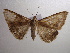  ( - NIBGE MOT-00950)  @13 [ ] CreativeCommons - Attribution Non-Commercial Share-Alike (2010) Muhammad Ashfaq National Institute for Biotechnology and Genetic Engineering Faisalabad Pakistan