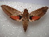  ( - NIBGE MOT-01016)  @14 [ ] CreativeCommons - Attribution Non-Commercial Share-Alike (2011) Muhammad Ashfaq National Institute for Biotechnology and Genetic Engineering Faisalabad Pakistan