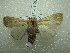  ( - NIBGE MOT-01382)  @13 [ ] CreativeCommons - Attribution Non-Commercial Share-Alike (2012) Muhammad Ashfaq National Institute for Biotechnology and Genetic Engineering Faisalabad Pakistan