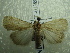  ( - NIBGE MOT-01385)  @13 [ ] CreativeCommons - Attribution Non-Commercial Share-Alike (2012) Muhammad Ashfaq National Institute for Biotechnology and Genetic Engineering Faisalabad Pakistan