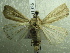  ( - NIBGE MOT-01386)  @13 [ ] CreativeCommons - Attribution Non-Commercial Share-Alike (2012) Muhammad Ashfaq National Institute for Biotechnology and Genetic Engineering Faisalabad Pakistan