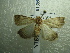  ( - NIBGE MOT-01389)  @13 [ ] CreativeCommons - Attribution Non-Commercial Share-Alike (2012) Muhammad Ashfaq National Institute for Biotechnology and Genetic Engineering Faisalabad Pakistan