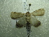  ( - NIBGE MOT-01393)  @13 [ ] CreativeCommons - Attribution Non-Commercial Share-Alike (2012) Muhammad Ashfaq National Institute for Biotechnology and Genetic Engineering Faisalabad Pakistan