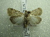  ( - NIBGE MOT-01397)  @13 [ ] CreativeCommons - Attribution Non-Commercial Share-Alike (2012) Muhammad Ashfaq National Institute for Biotechnology and Genetic Engineering Faisalabad Pakistan