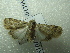  ( - NIBGE MOT-01398)  @13 [ ] CreativeCommons - Attribution Non-Commercial Share-Alike (2012) Muhammad Ashfaq National Institute for Biotechnology and Genetic Engineering Faisalabad Pakistan