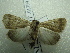  ( - NIBGE MOT-01399)  @13 [ ] CreativeCommons - Attribution Non-Commercial Share-Alike (2012) Muhammad Ashfaq National Institute for Biotechnology and Genetic Engineering Faisalabad Pakistan